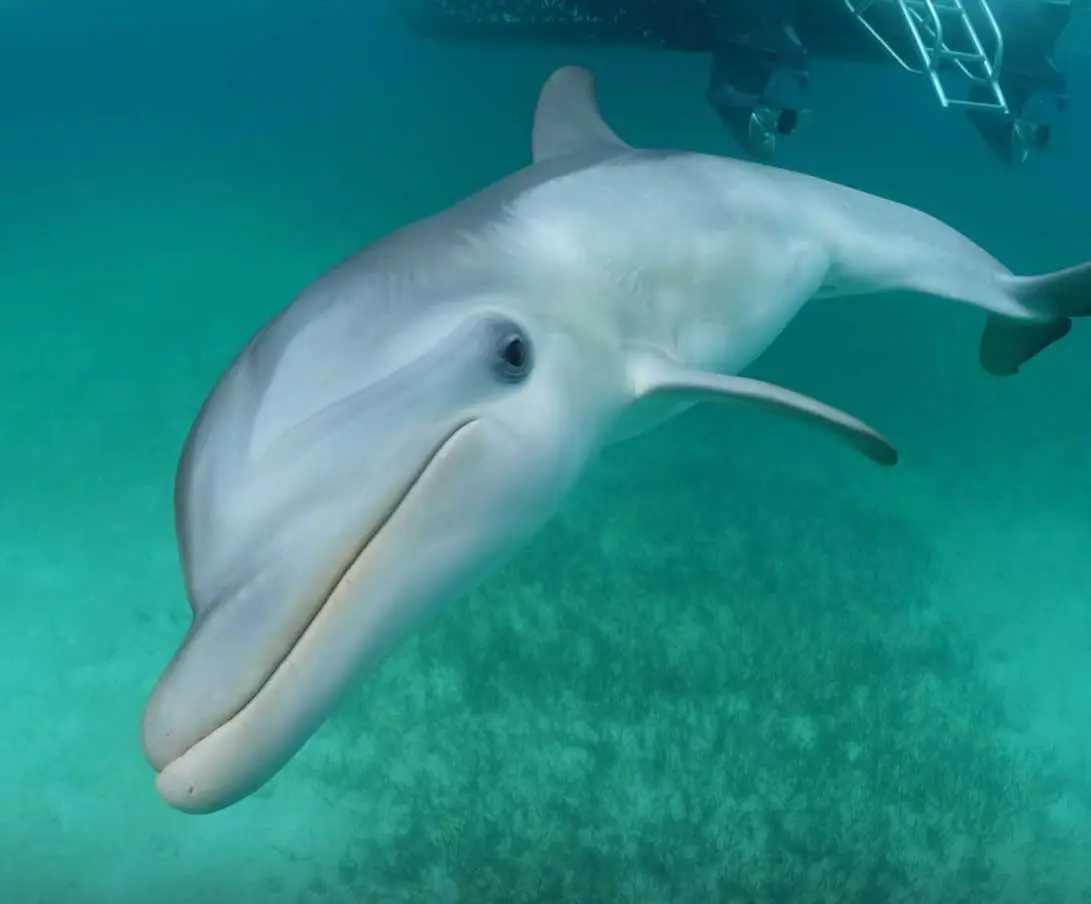 Bottlenose dolphin close to the camera
