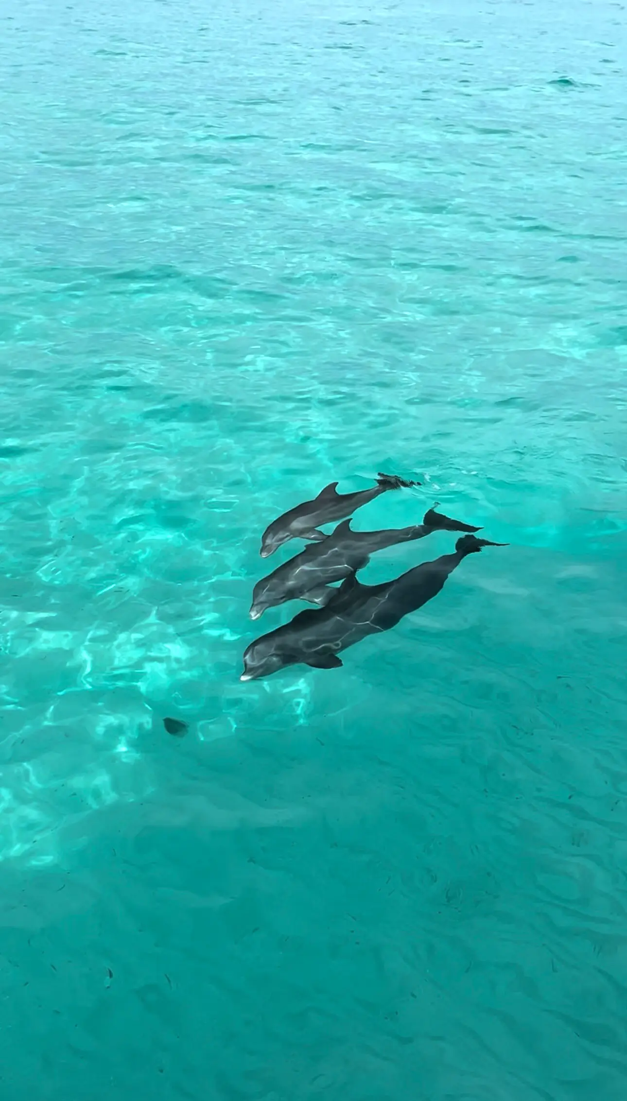 Three dolphins swimming over pale sand on the North Shore