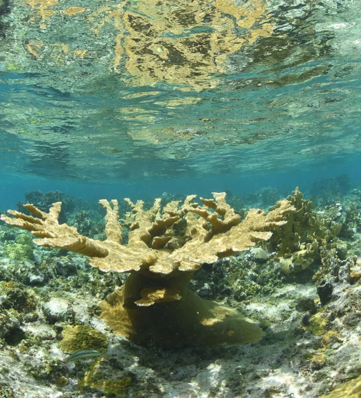 Elkhorn coral on the reef