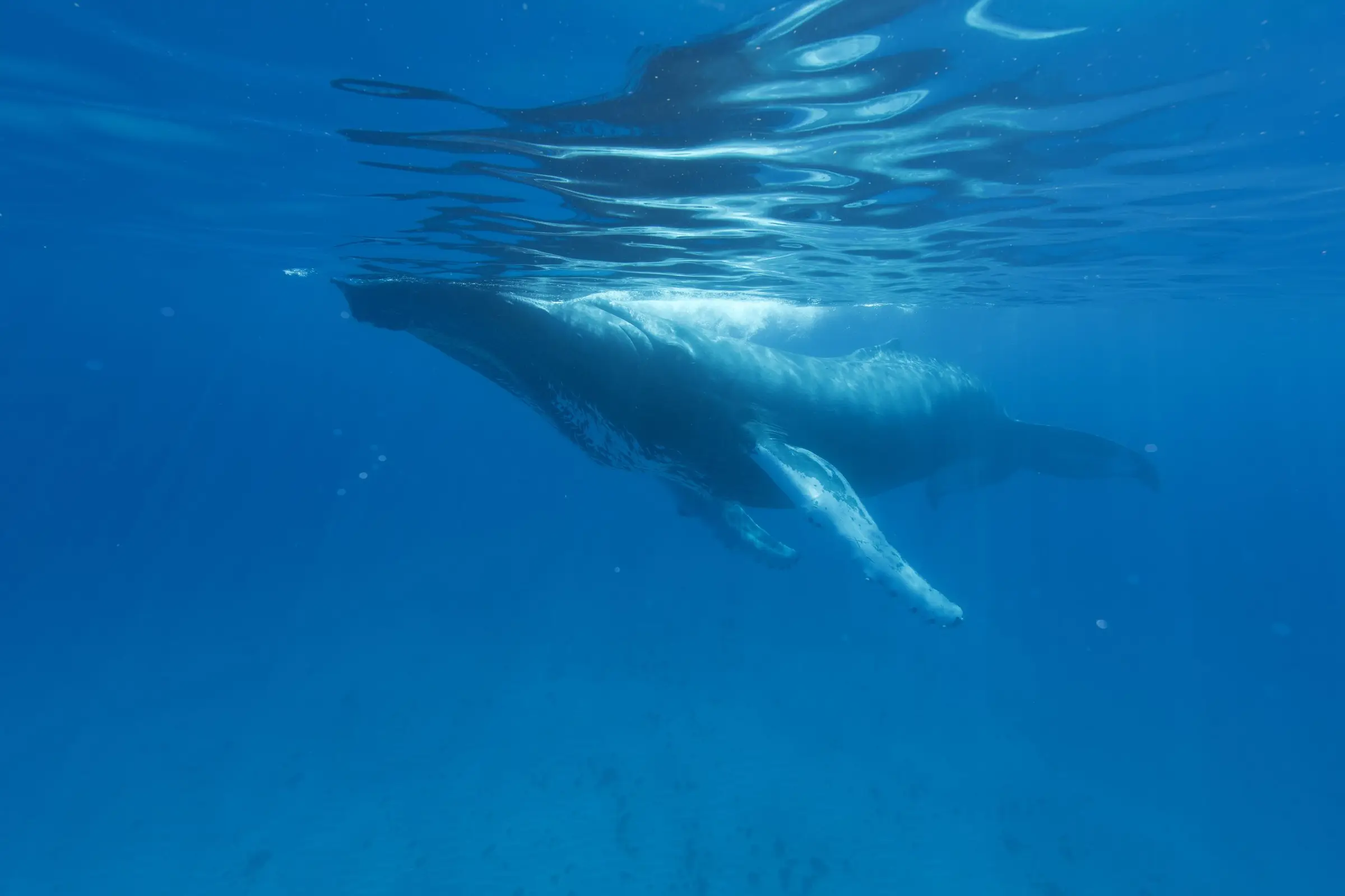A humpback whale swimming through blue water