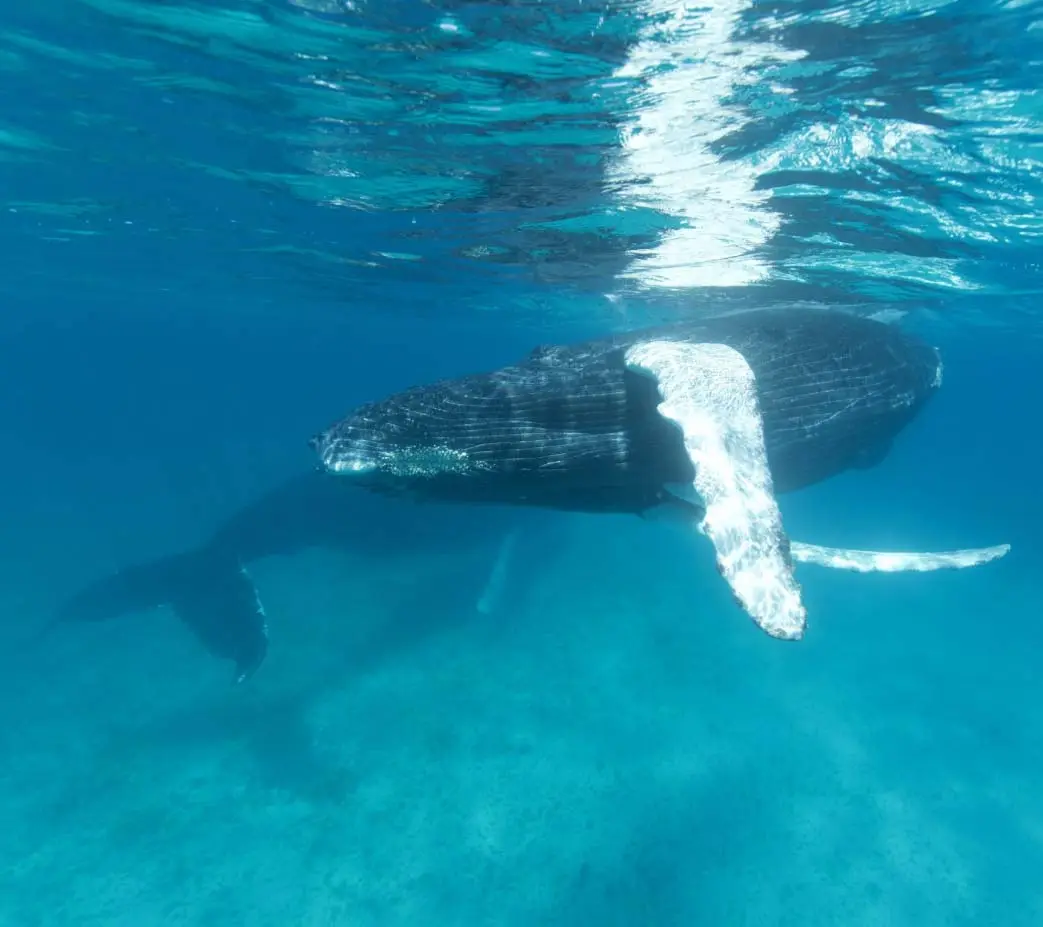 Humpback whale with its long white pectoral fin just below the surface