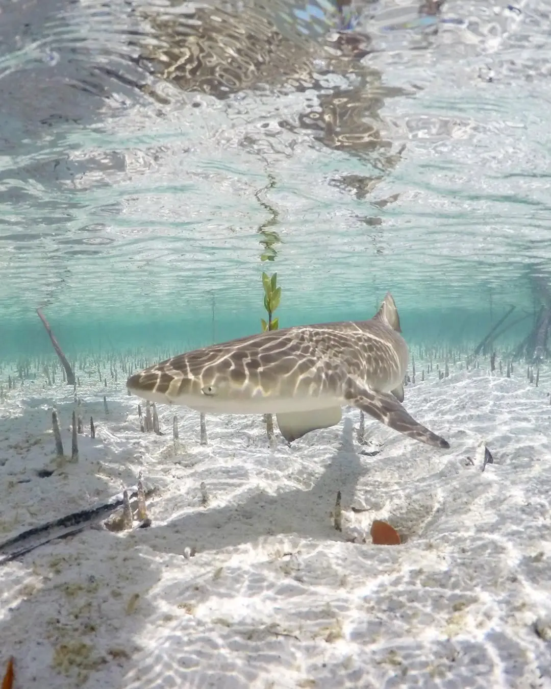 Juvenile lemon shark over seagrass