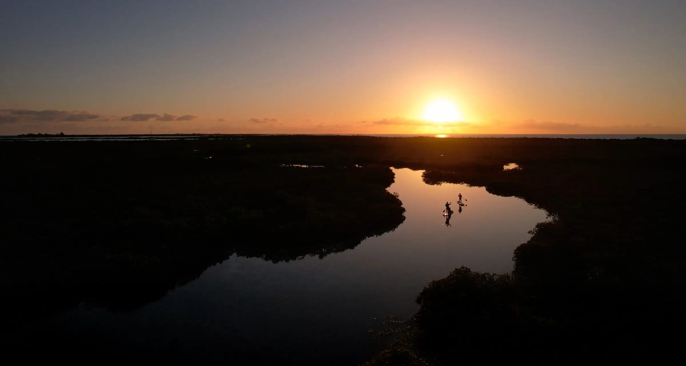 Mangroves at dusk