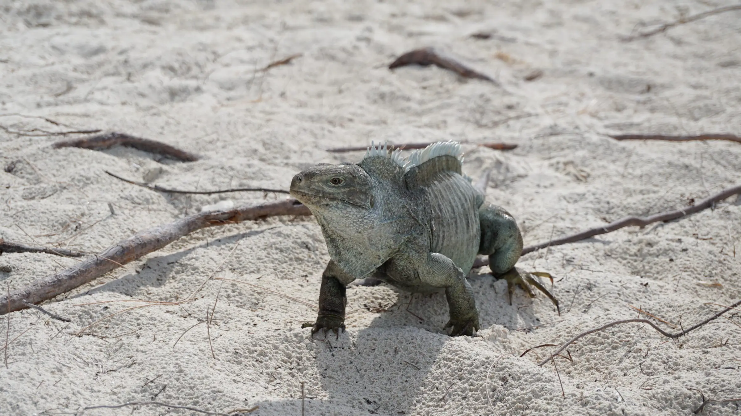 A Turks and Caicos rock iguana on white sand
