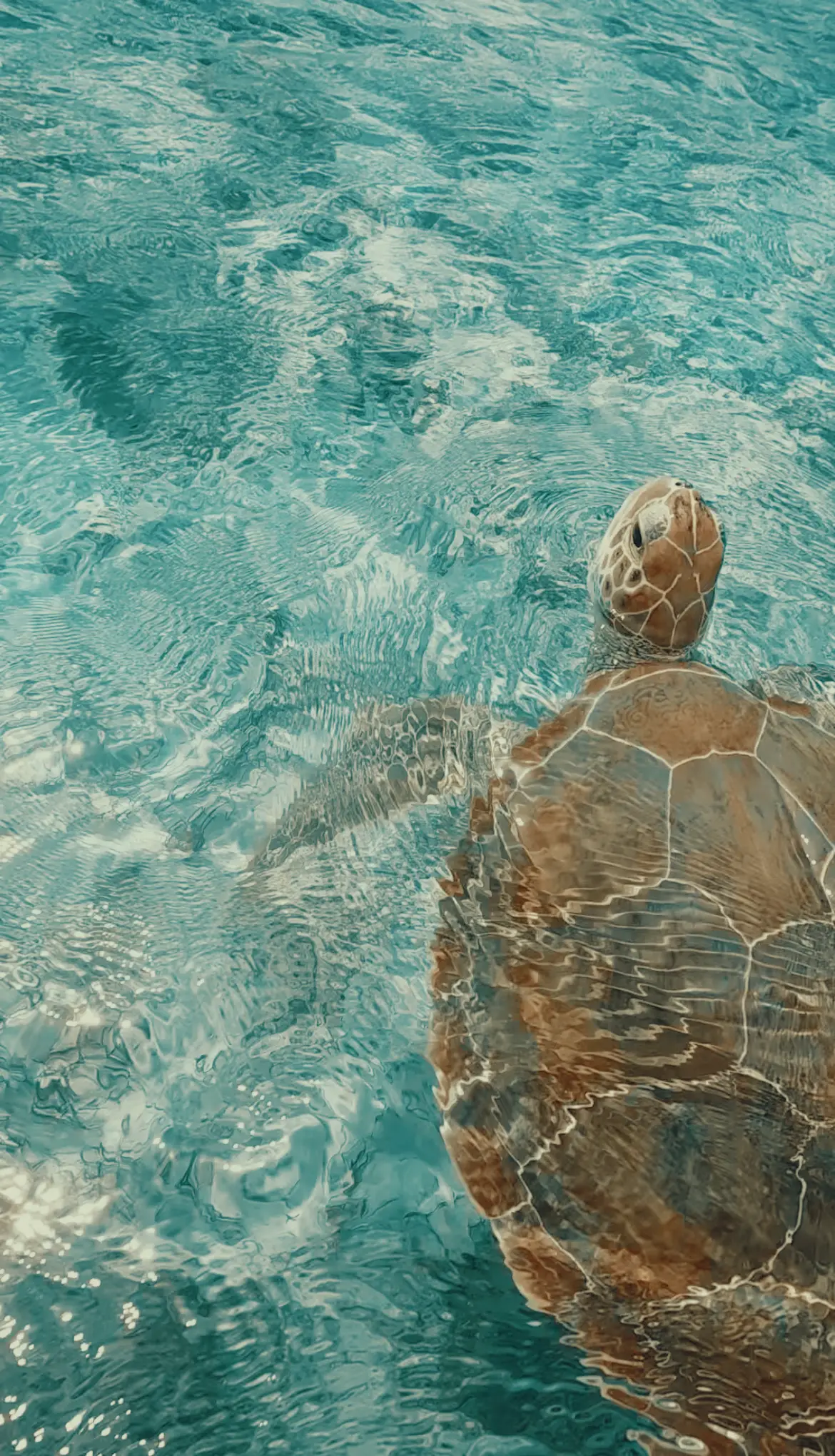 A sea turtle resting in clear shallow water